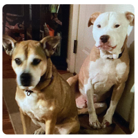 Charlotte's Animal Care 4 star review from Felicia