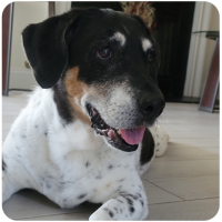 Friendly big dog enjoying a dog sitting visit from Charlotte's Animal Care in greenville, sc