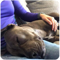 Sweet large dog in sleeping in someone's lap
